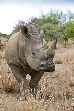 White Rhinoceros, Cerathotherium simum, Namibia