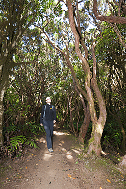 Walking in Laurel Cloud Forest of Anaga Mountains, Tenerife, Canary Islands, Spain