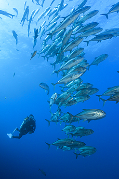 Scuba Diver and Shoal of Bigeye Trevally, Caranx sexfasciatus, Socorro, Revillagigedo Islands, Mexico