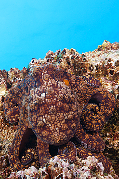 Common Octopus, Octopus vulgaris, Socorro, Revillagigedo Islands, Mexico