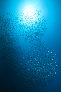 Shoal of Pacific Bonito, Sarda chiliensis chiliensis, Socorro, Revillagigedo Islands, Mexico