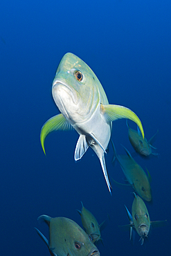 Black Trevally, Caranx lugubris, Socorro, Revillagigedo Islands, Mexico