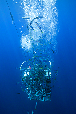 Great White Shark Cage Diving, Guadalupe Island, Mexico