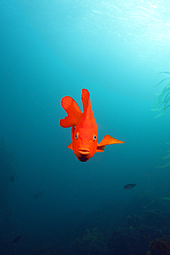 Garibaldi Fish, Hypsypops rubicundus, San Benito Island, Mexico