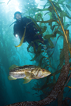 Scuba Diver and Kelp Bass, Paralabrax clathratus, San Benito Island, Mexico