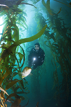 Scuba Diver and Kelp Bass, Paralabrax clathratus, San Benito Island, Mexico