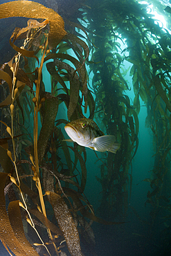 Kelp Bass in Kelp Forest, Paralabrax clathratus, San Benito Island, Mexico