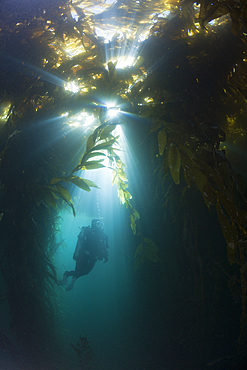 Scuba Diving in Kelp Forest, Macrocystis pyrifera, San Benito Island, Mexico