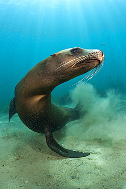 California Sea Lion, Zalophus californianus, San Benito Island, Mexico