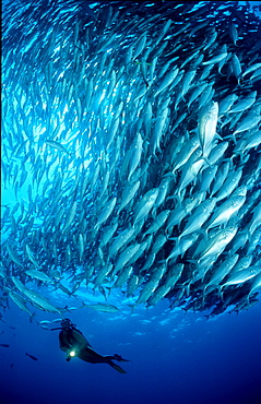 Bigeye trevally and scuba diver, Caranx sexfasciatus, Malaysia, S?dchinesisches Meer, South chinese sea, Tioman