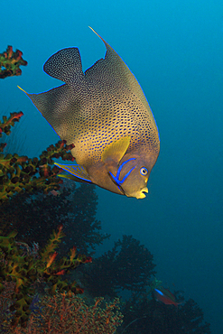 Semicircle Angelfish, Pomacanthus semicirculatus, Triton Bay, West Papua, Indonesia