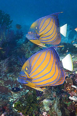 Pair of Blue-ringed Angelfish, Pomacanthus annularis, Triton Bay, West Papua, Indonesia