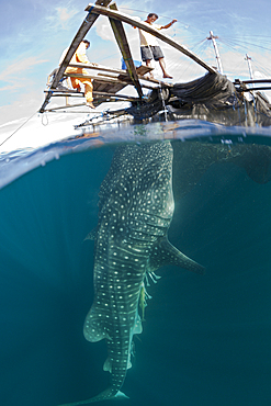 Fisherman feeds Whale Shark, Rhincodon typus, Triton Bay, West Papua, Indonesia