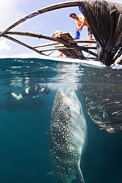 Fisherman feeds Whale Shark, Rhincodon typus, Triton Bay, West Papua, Indonesia