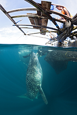 Fisherman feeds Whale Shark, Rhincodon typus, Triton Bay, West Papua, Indonesia