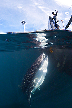 Fisherman feeds Whale Shark, Rhincodon typus, Triton Bay, West Papua, Indonesia