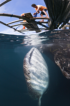 Fisherman feeds Whale Shark, Rhincodon typus, Triton Bay, West Papua, Indonesia