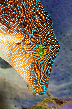 Fingerprint Toby, Canthigaster compressa, Ambon, Moluccas, Indonesia