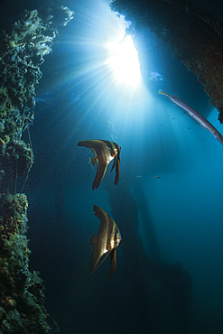 Golden Batfish under a Jetty, Platax boersii, Ambon, Moluccas, Indonesia