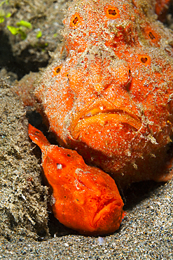 Pair of orange Spotted Frogfish, Antennarius pictus, Ambon, Moluccas, Indonesia