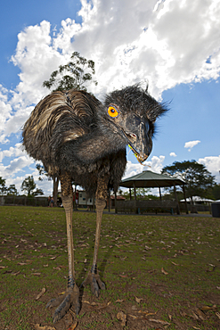 Emu, Dromaius novaehollandiae, Brisbane, Australia