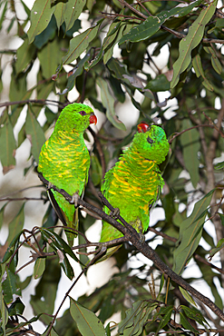 Scaly-breasted Lorikeet, Trichoglossus chlorolepidotus, Brisbane, Australia