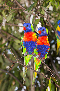 Rainbow Lorikeet, Trichoglossus haematodus moluccanus, Brisbane, Australia