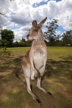 Eastern Grey Kangaroo, Macropus giganteus, Brisbane, Australia