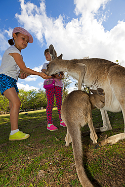 Eastern Grey Kangaroo, Macropus giganteus, Brisbane, Australia