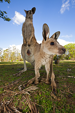 Eastern Grey Kangaroo, Macropus giganteus, Brisbane, Australia