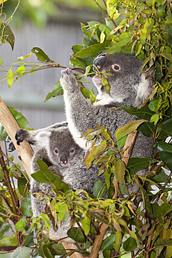 Koala, Mother and Joey, Phascolarctos cinereus, Brisbane, Australia