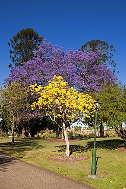 Jacaranda Tree in bloom, Jacaranda sp., Brisbane, Australia