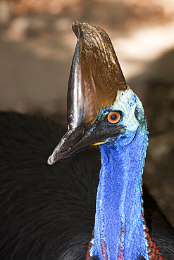 Southern Cassowary, Casuarius casuarius, Queensland, Australia