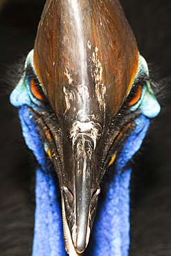 Southern Cassowary, Casuarius casuarius, Queensland, Australia