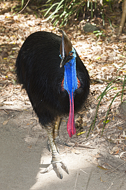 Southern Cassowary, Casuarius casuarius, Queensland, Australia