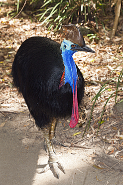 Southern Cassowary, Casuarius casuarius, Queensland, Australia