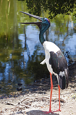 Black-necked Stork, Ephippiorhynchus asiaticus, Queensland, Australia