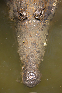 Freshwater Crocodile, Crocodylus johnstoni, Queensland, Australia