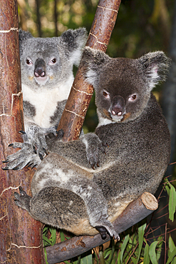 Koala, Mother and Joey, Phascolarctos cinereus, Queensland, Australia