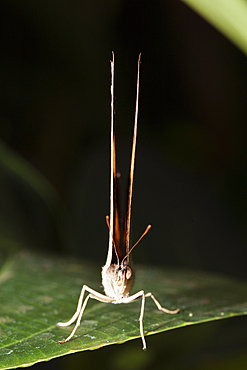 The Cruiser Butterfly, Vindula arsinoe, Queensland, Australia