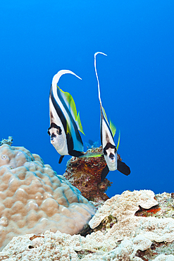 Pair of Longfin Bannerfish, Heniochus acuminatus, Great Barrier Reef, Australia