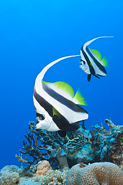 Pair of Longfin Bannerfish, Heniochus acuminatus, Great Barrier Reef, Australia