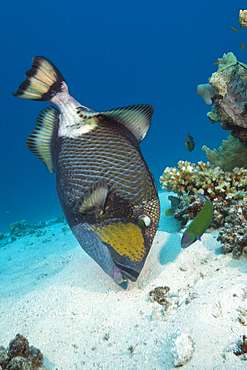 Titan Triggerfish, Balistoides viridescens, Great Barrier Reef, Australia