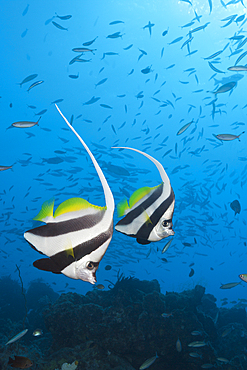 Pair of Longfin Bannerfish, Heniochus acuminatus, Great Barrier Reef, Australia