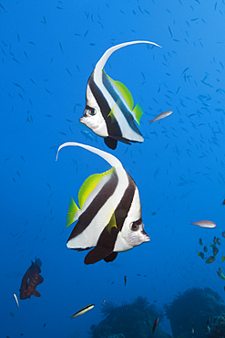 Pair of Longfin Bannerfish, Heniochus acuminatus, Great Barrier Reef, Australia