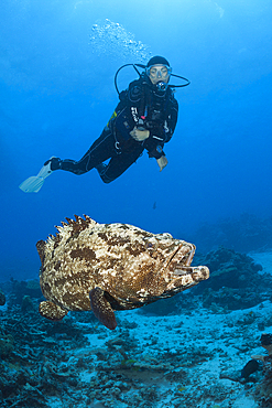 Scuba Diver and Flowery Grouper, Epinephelus fuscoguttatus, Great Barrier Reef, Australia