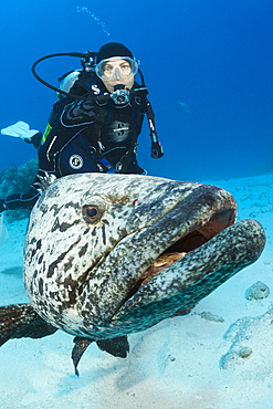 Scuba Diver and Potato Cod, Epinephelus tukula, Cod Hole, Great Barrier Reef, Australia