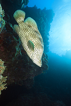 Barramundi Cod, Cromileptes altivelis, Great Barrier Reef, Australia