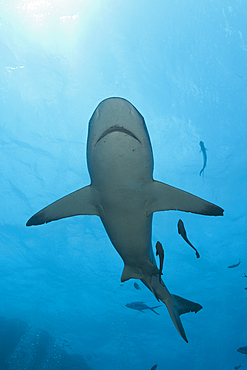 Grey Reef Shark, Carcharhinus amblyrhynchos, Osprey Reef, Coral Sea, Australia