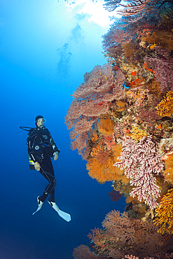 Scuba Diver over Coral Reef, Osprey Reef, Coral Sea, Australia